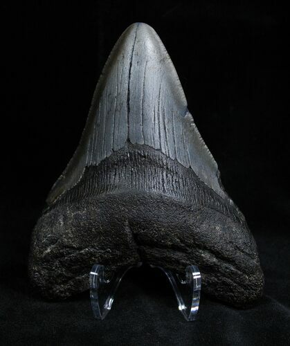 Inch Georgia Megalodon Tooth #1382